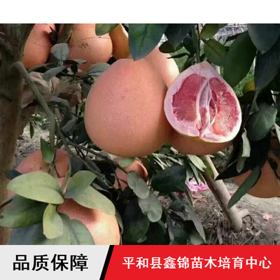 柚子苗木價格與批發指南 鑫錦純正蜜柚、四川管溪三紅蜜柚及葡萄蜜柚解析