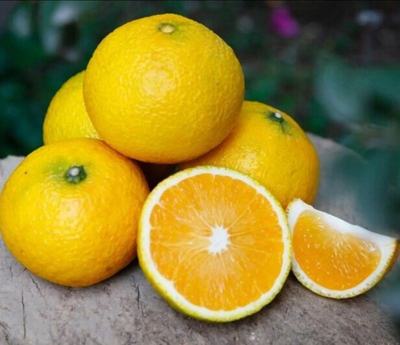 福建南平建陽區桔柚批發 質優價廉，果園直供