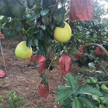 廣西田林紅心柚迎豐收季，質優價美引客商